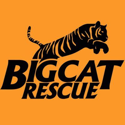 twitter big cat|More.